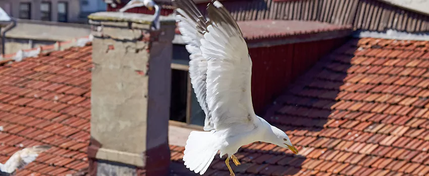 Residential Chimney Animal Removal Solution in Carbondale, IL