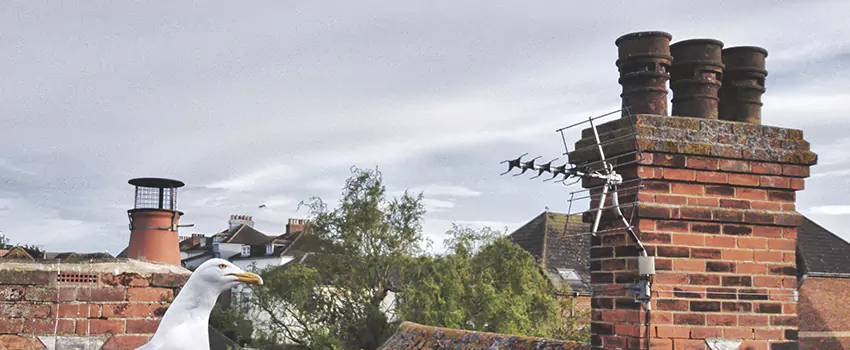 Chimney Cleaning And Restoration in Carbondale, Illinois